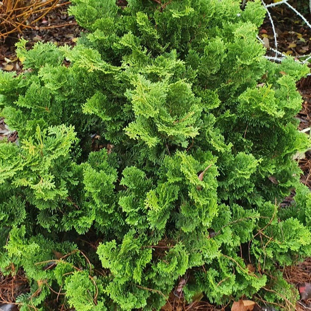 Chamaecyparis Obtusa Nana Gracilis - View 12 from www redcrocus com