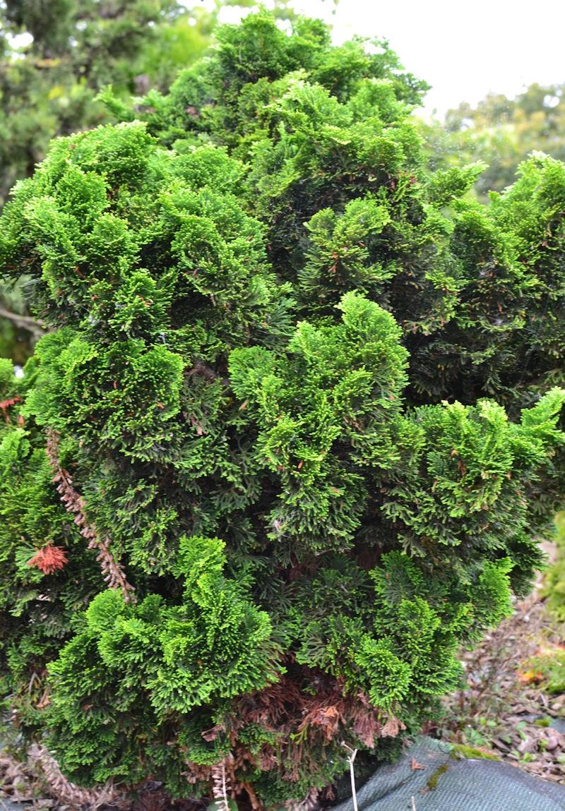 Chamaecyparis Obtusa Nana Gracilis - View 15 from www redcrocus com