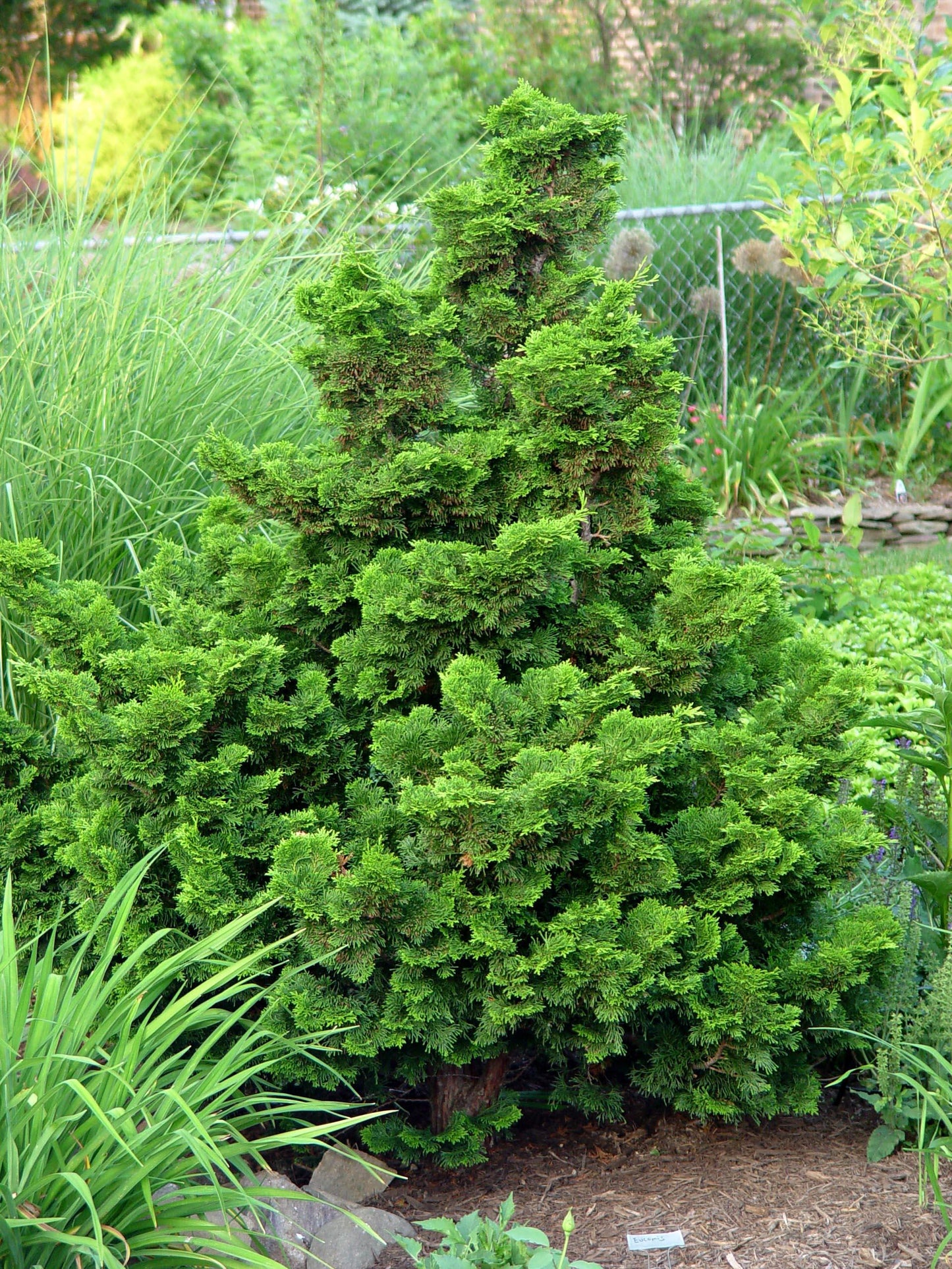 Chamaecyparis Obtusa Nana Gracilis - View 17 from www redcrocus com