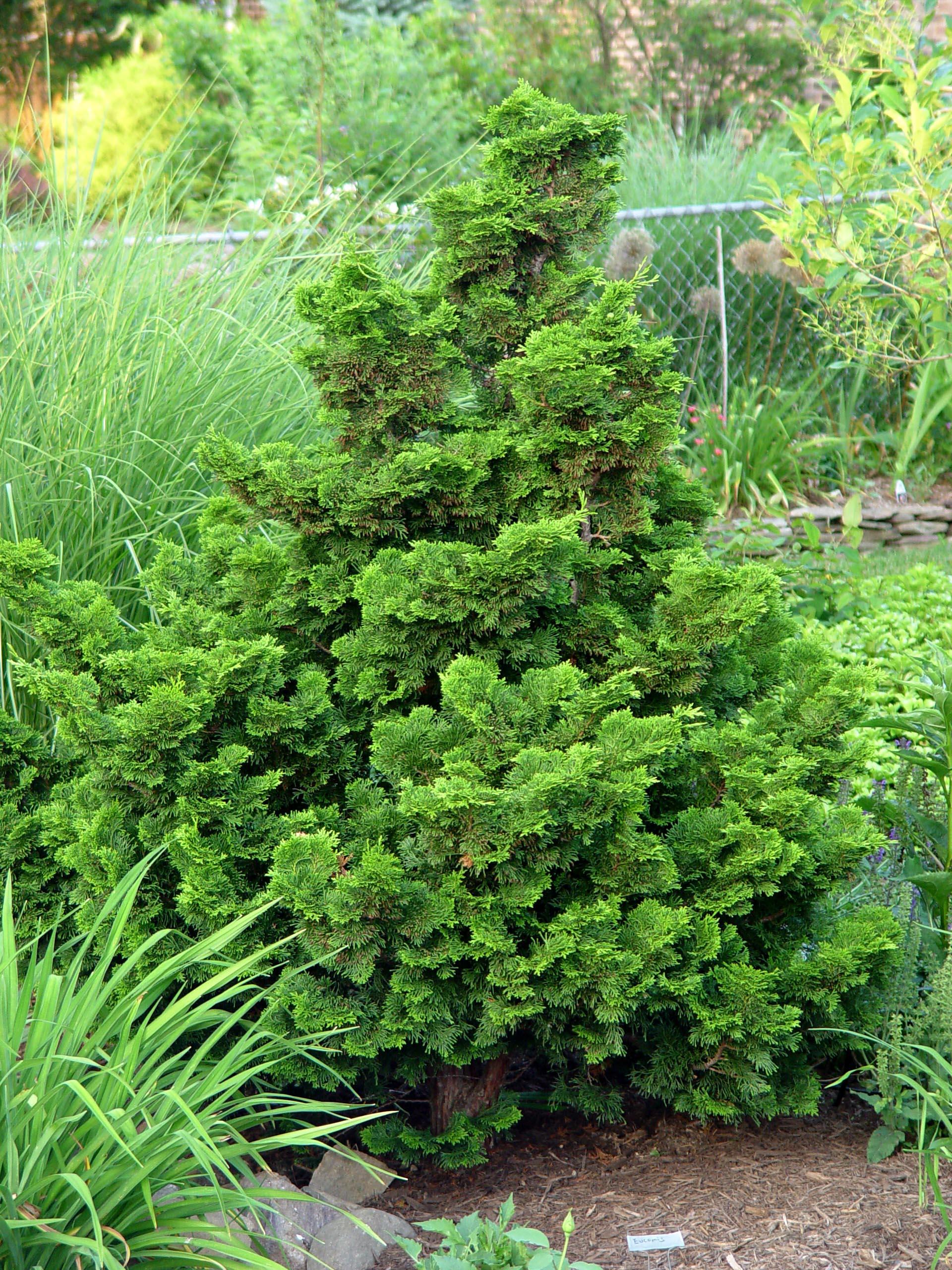 Chamaecyparis Obtusa Nana Gracilis - View 17 from www redcrocus com