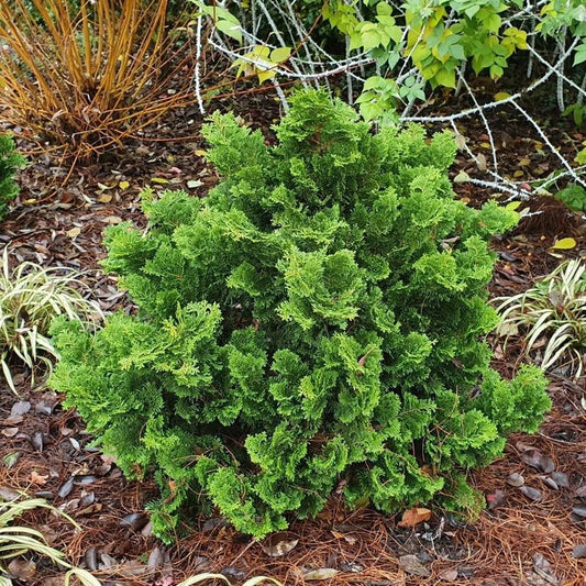 Chamaecyparis Obtusa Nana Gracilis - View 1 from www redcrocus com