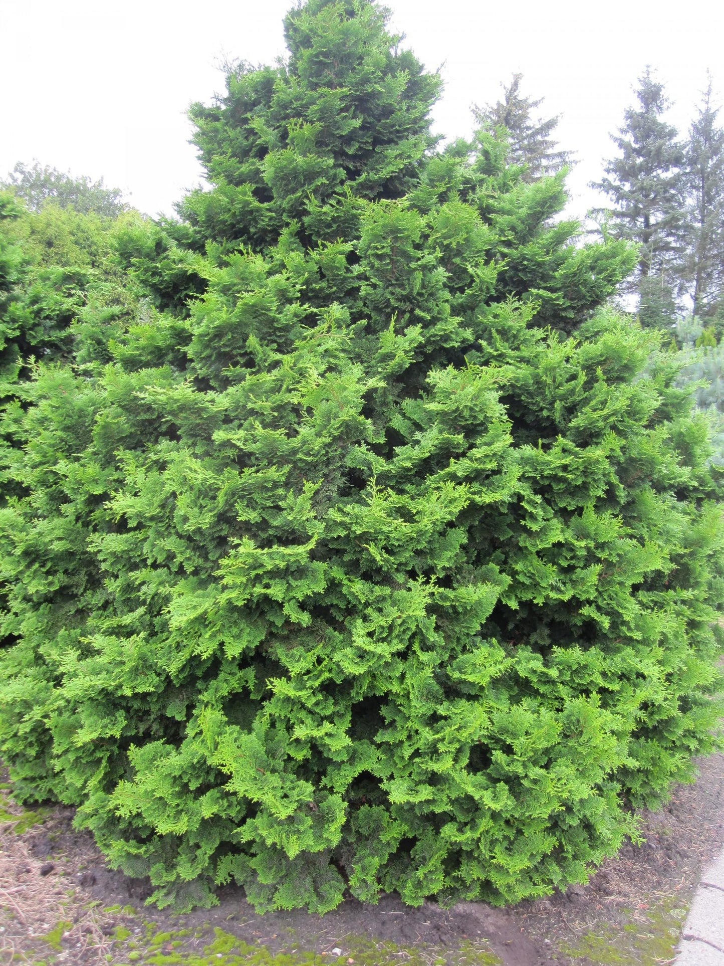 Chamaecyparis Obtusa Nana Gracilis - View 4 from www redcrocus com