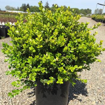 Buxus Sempervirens 'newport Blue' Pyramid - View 10 from www redcrocus com