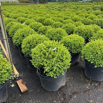 Buxus Sempervirens 'newport Blue' Pyramid - View 11 from www redcrocus com