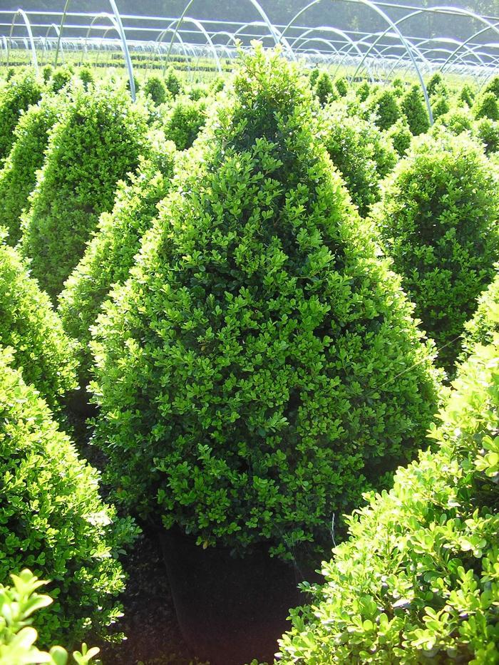 Buxus Sempervirens 'newport Blue' Pyramid - View 12 from www redcrocus com