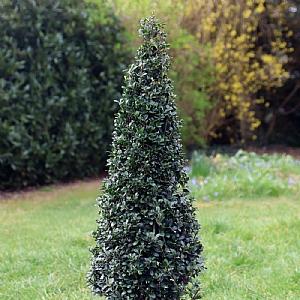 Buxus Sempervirens 'newport Blue' Pyramid - View 17 from www redcrocus com