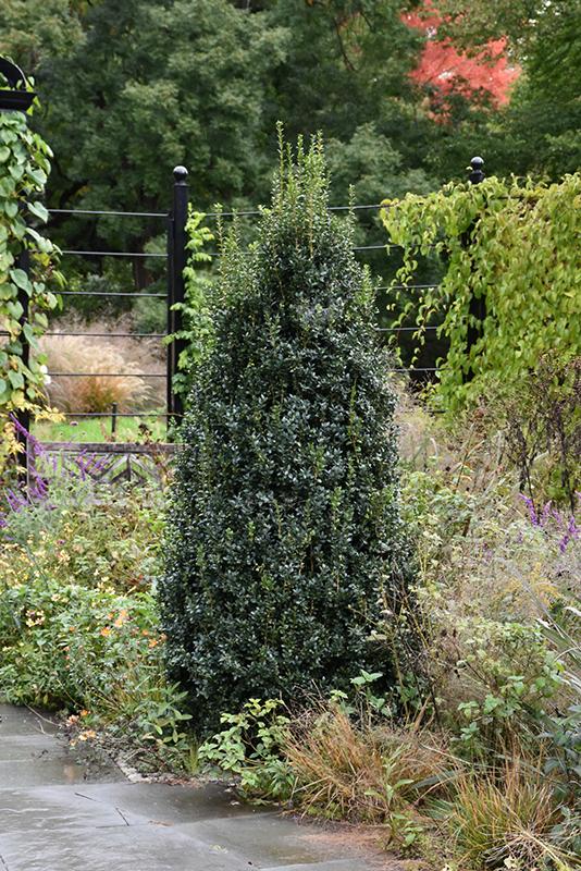Buxus Sempervirens 'newport Blue' Pyramid - View 1 from www redcrocus com