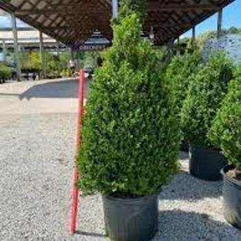 Buxus Sempervirens 'newport Blue' Pyramid - View 20 from www redcrocus com