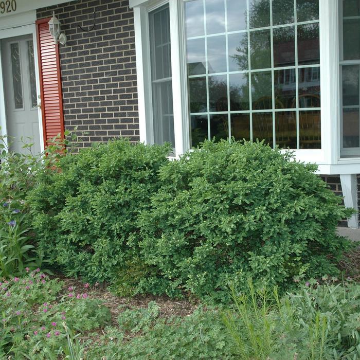 Buxus Sempervirens 'newport Blue' Pyramid - View 21 from www redcrocus com