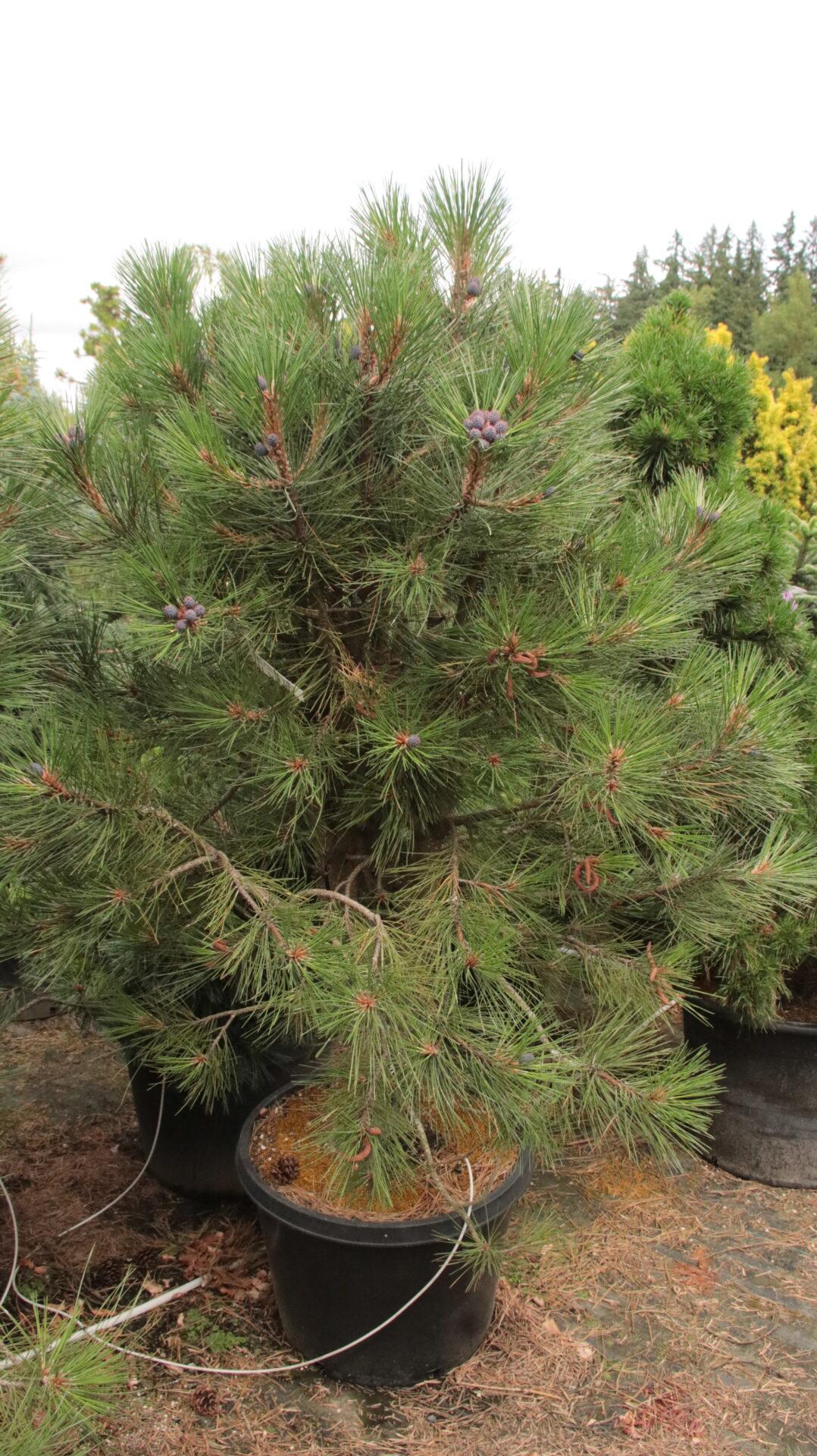 Buxus Sempervirens 'newport Blue' Pyramid - View 23 from www redcrocus com