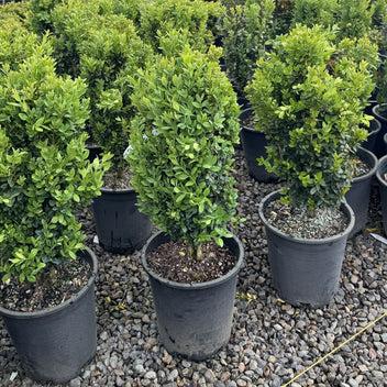 Buxus Sempervirens 'newport Blue' Pyramid - View 24 from www redcrocus com