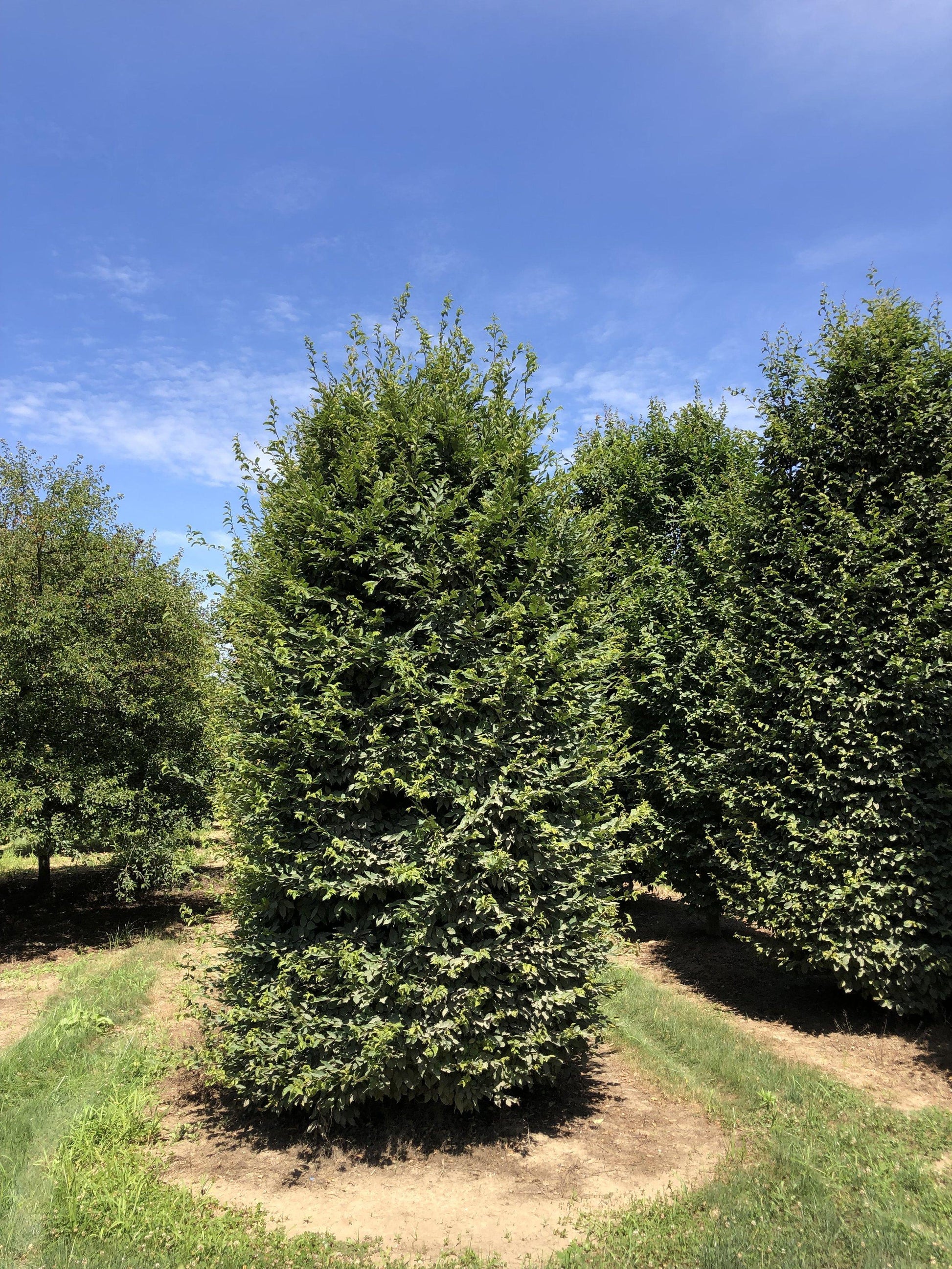 Buxus Sempervirens 'newport Blue' Pyramid - View 25 from www redcrocus com