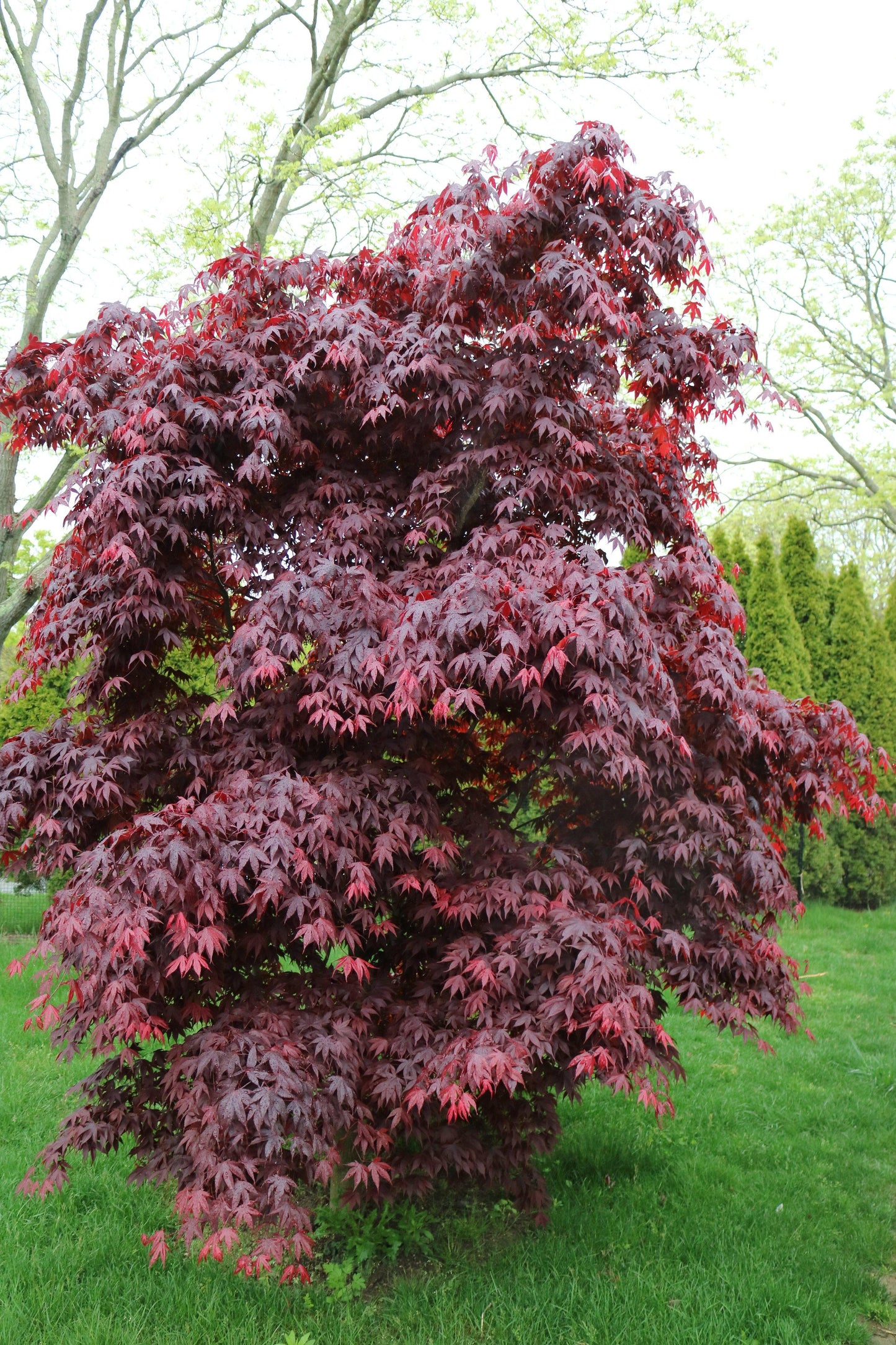 Buxus Sempervirens 'newport Blue' Pyramid - View 26 from www redcrocus com