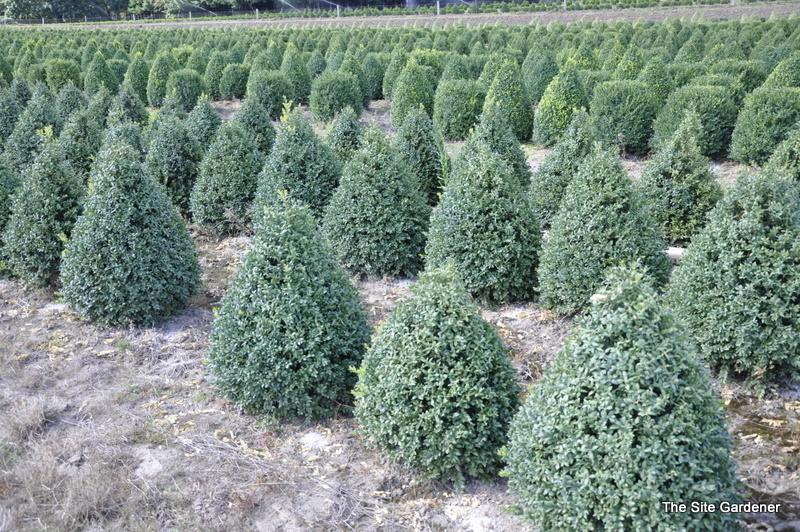 Buxus Sempervirens 'newport Blue' Pyramid - View 2 from www redcrocus com