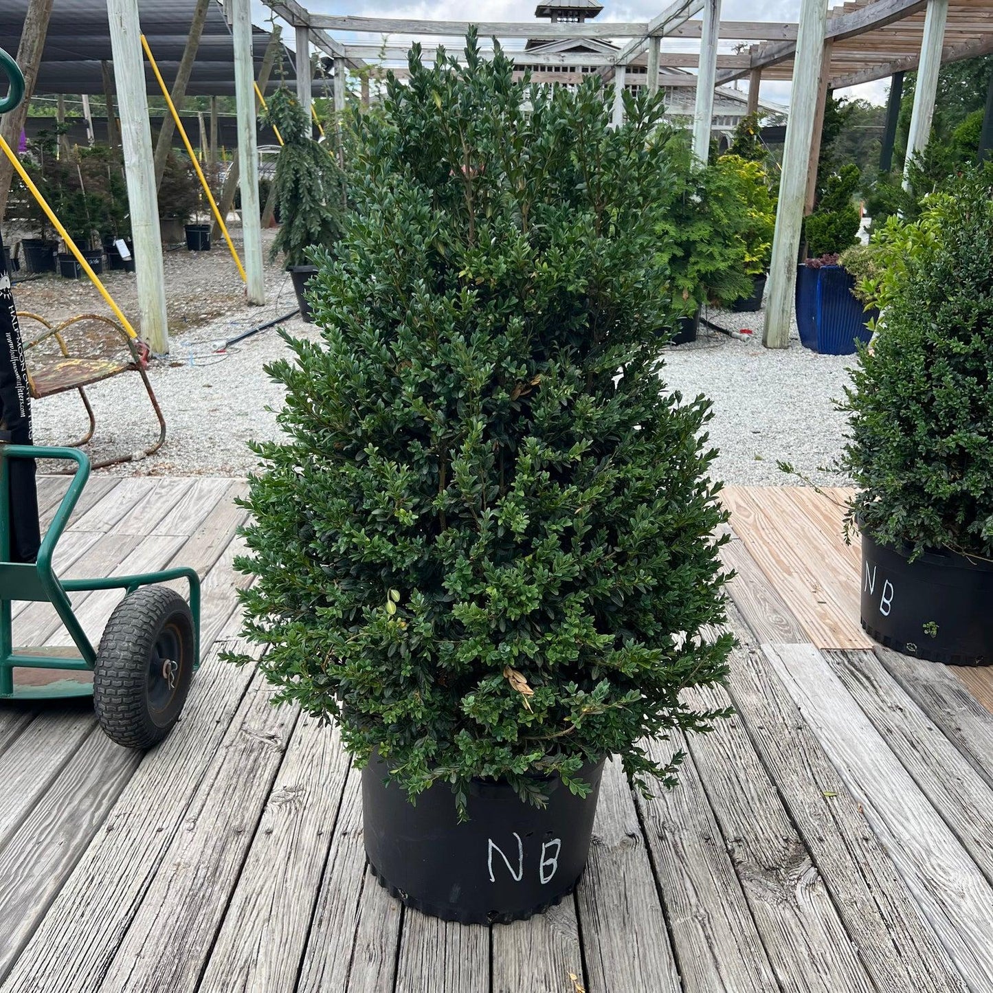 Buxus Sempervirens 'newport Blue' Pyramid - View 4 from www redcrocus com