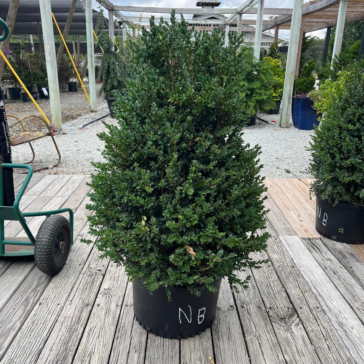 Buxus Sempervirens 'newport Blue' Pyramid - View 4 from www redcrocus com