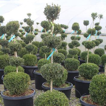 Buxus Sempervirens 'newport Blue' Pyramid - View 5 from www redcrocus com