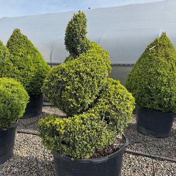 Buxus Sempervirens 'newport Blue' Pyramid - View 6 from www redcrocus com