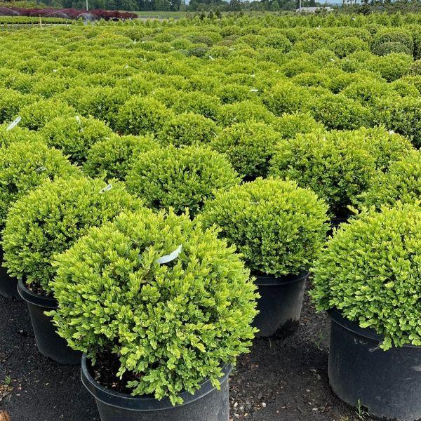Buxus Sempervirens 'newport Blue' Pyramid - View 7 from www redcrocus com
