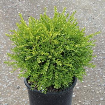Buxus Sempervirens 'newport Blue' Pyramid - View 8 from www redcrocus com