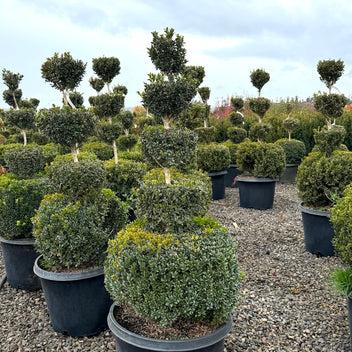 Buxus Sempervirens 'newport Blue' Pyramid - View 9 from www redcrocus com