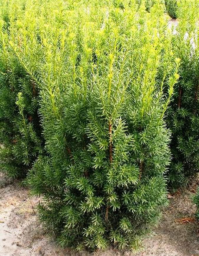 Taxus Media Hicksii - View 17 from www redcrocus com