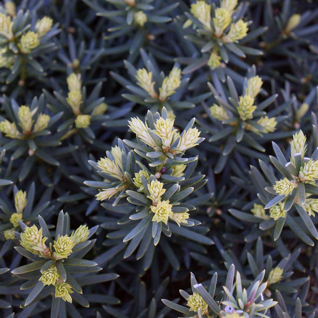 Taxus Media Hicksii - View 4 from www redcrocus com