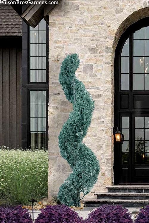 Juniperus Chinensis 'blue Point' - View 15 from www redcrocus com