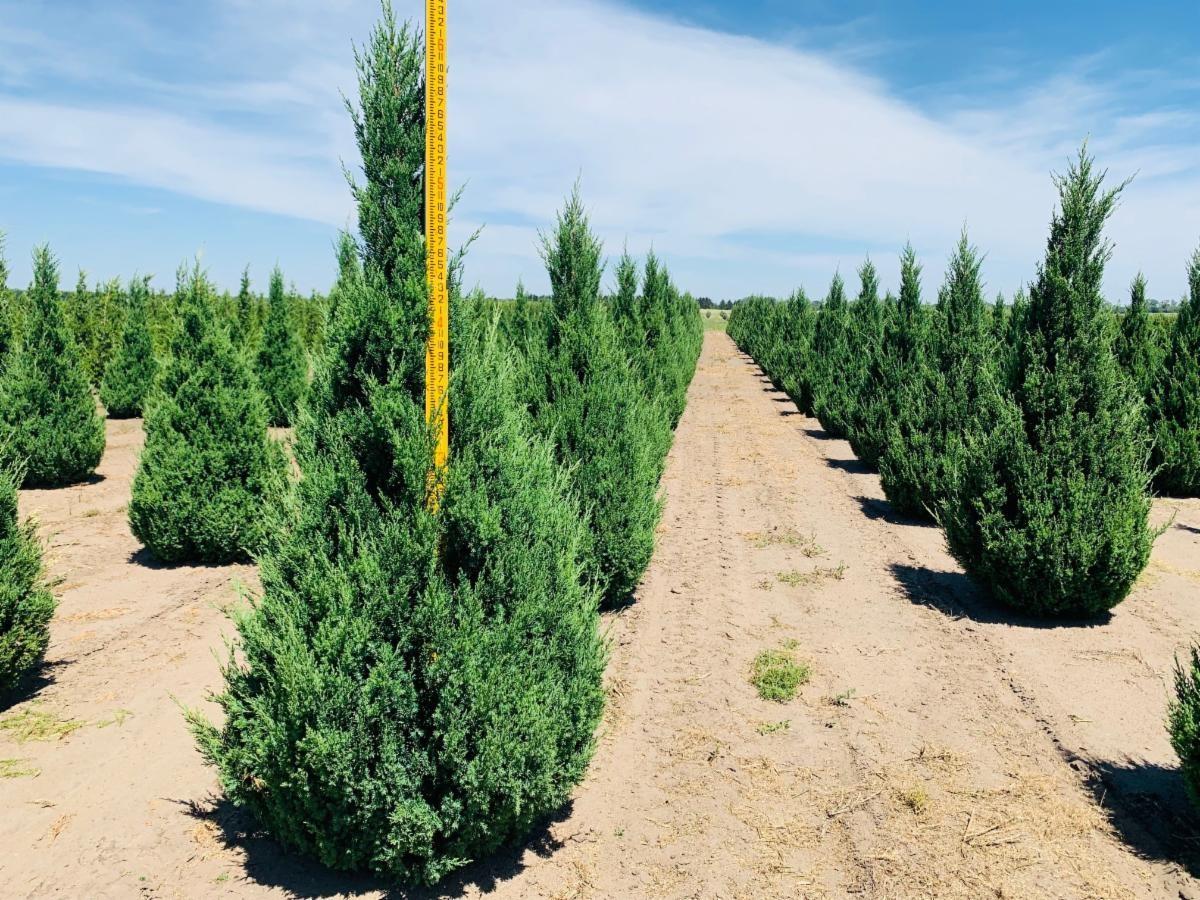 Juniperus Chinensis 'blue Point' - View 20 from www redcrocus com