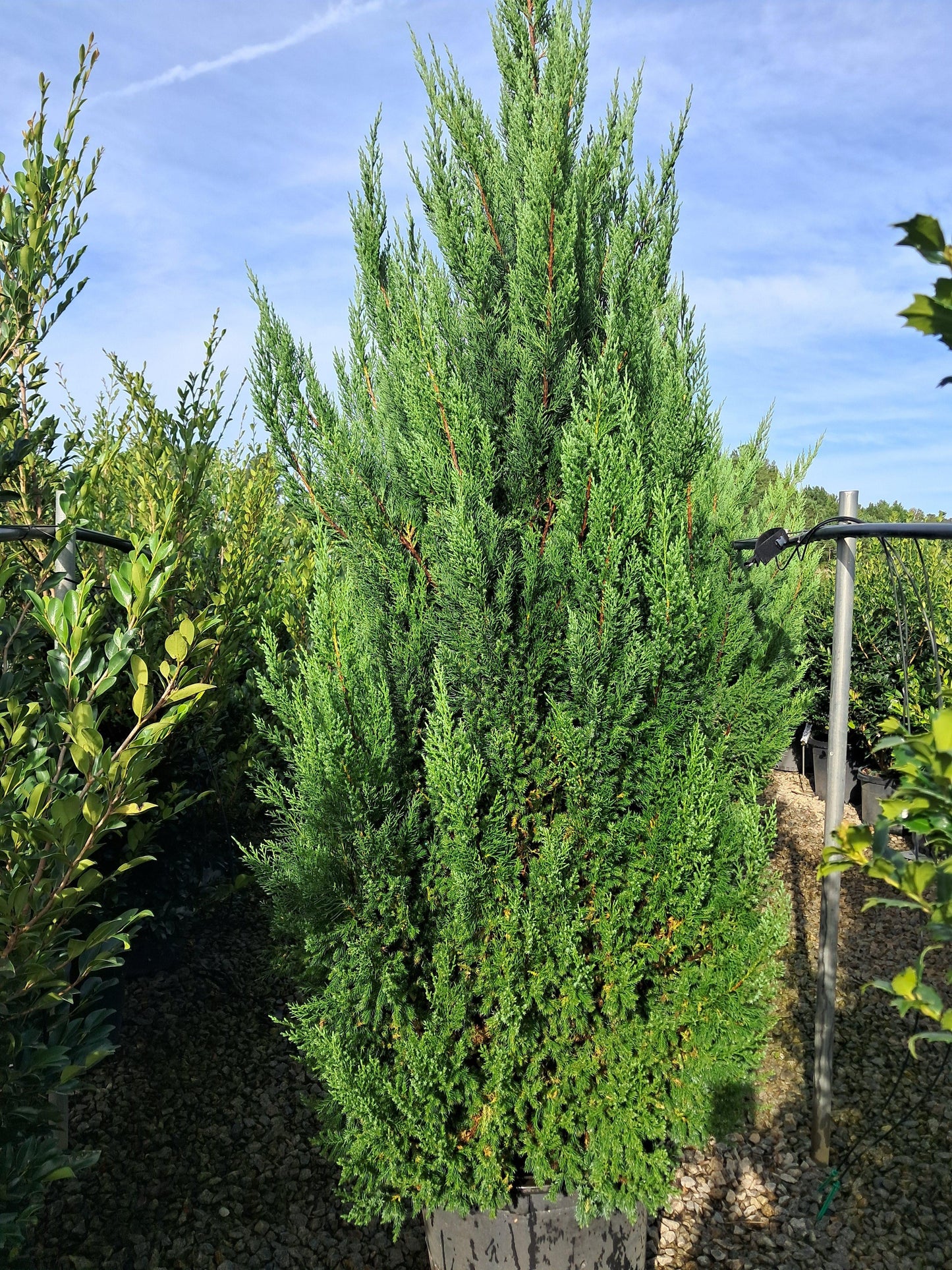 Juniperus Chinensis 'blue Point' - View 26 from www redcrocus com