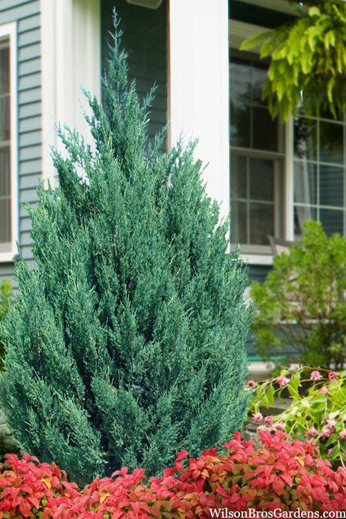 Juniperus Chinensis 'blue Point' - View 2 from www redcrocus com