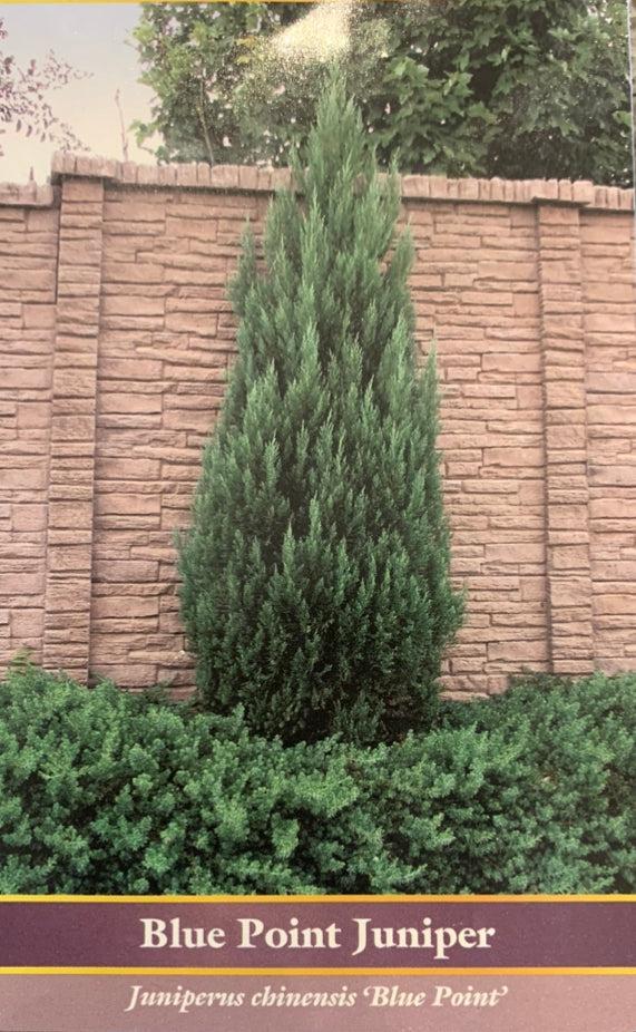 Juniperus Chinensis 'blue Point' - View 30 from www redcrocus com