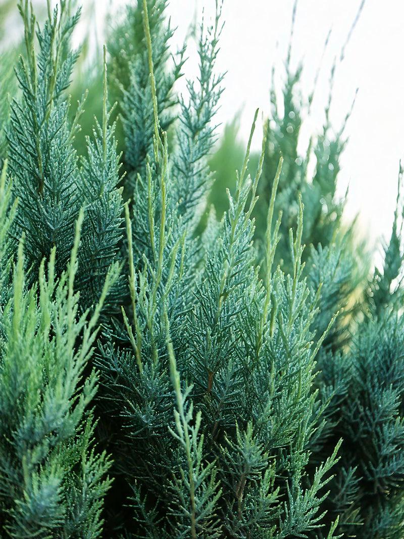 Juniperus Chinensis 'blue Point' - View 32 from www redcrocus com