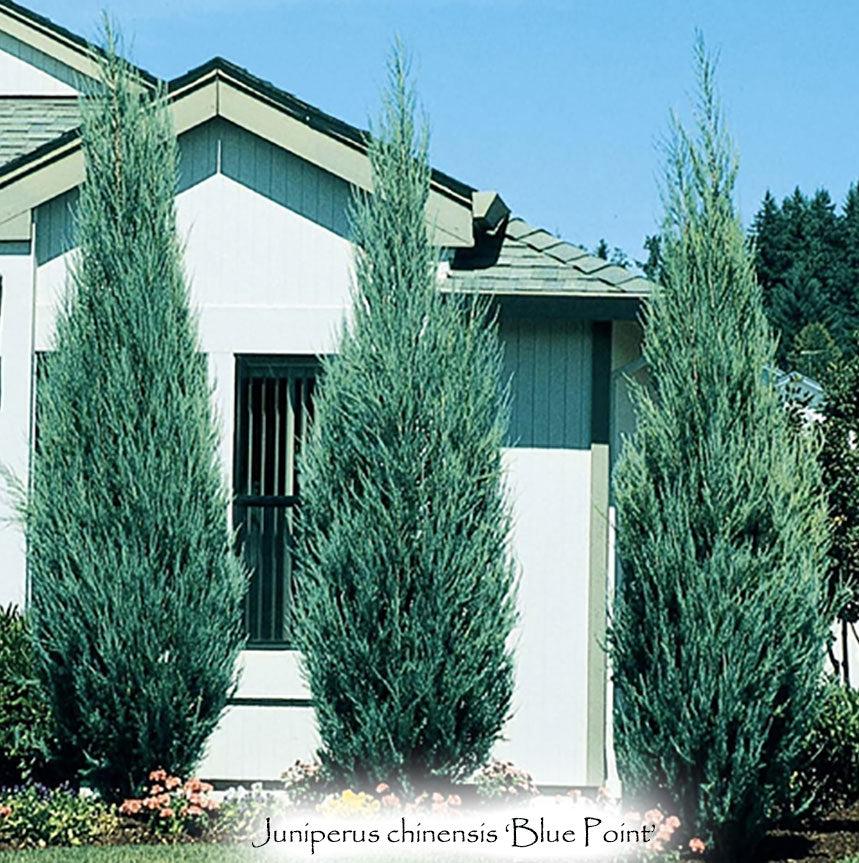 Juniperus Chinensis 'blue Point' - View 34 from www redcrocus com