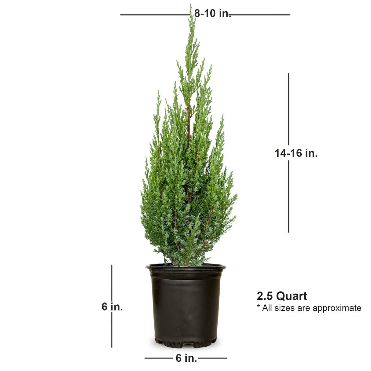 Juniperus Chinensis 'blue Point' - View 38 from www redcrocus com