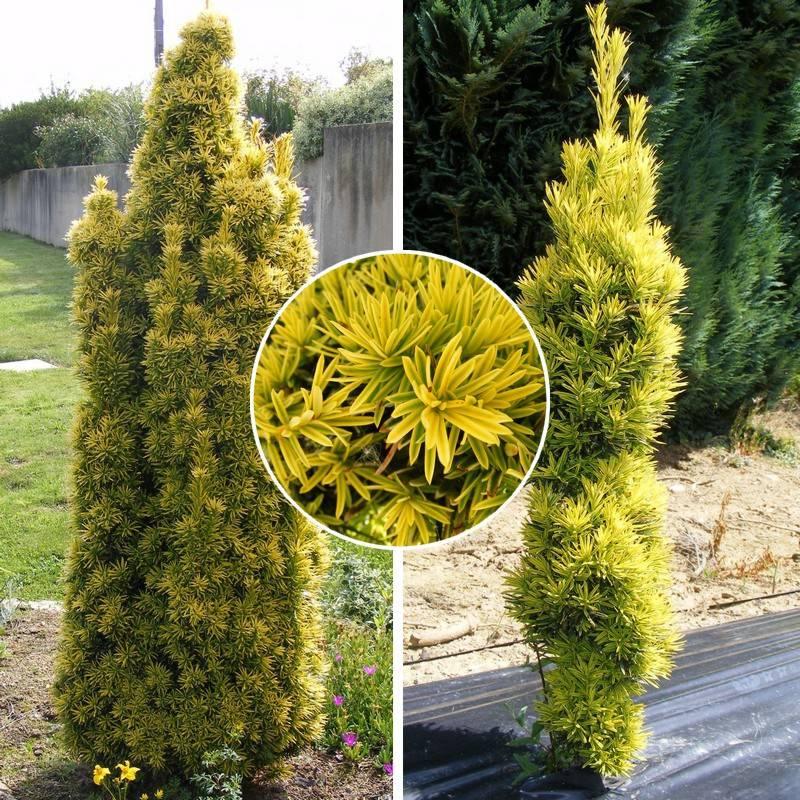 Taxus Baccata Fastigiata - View 12 from www redcrocus com