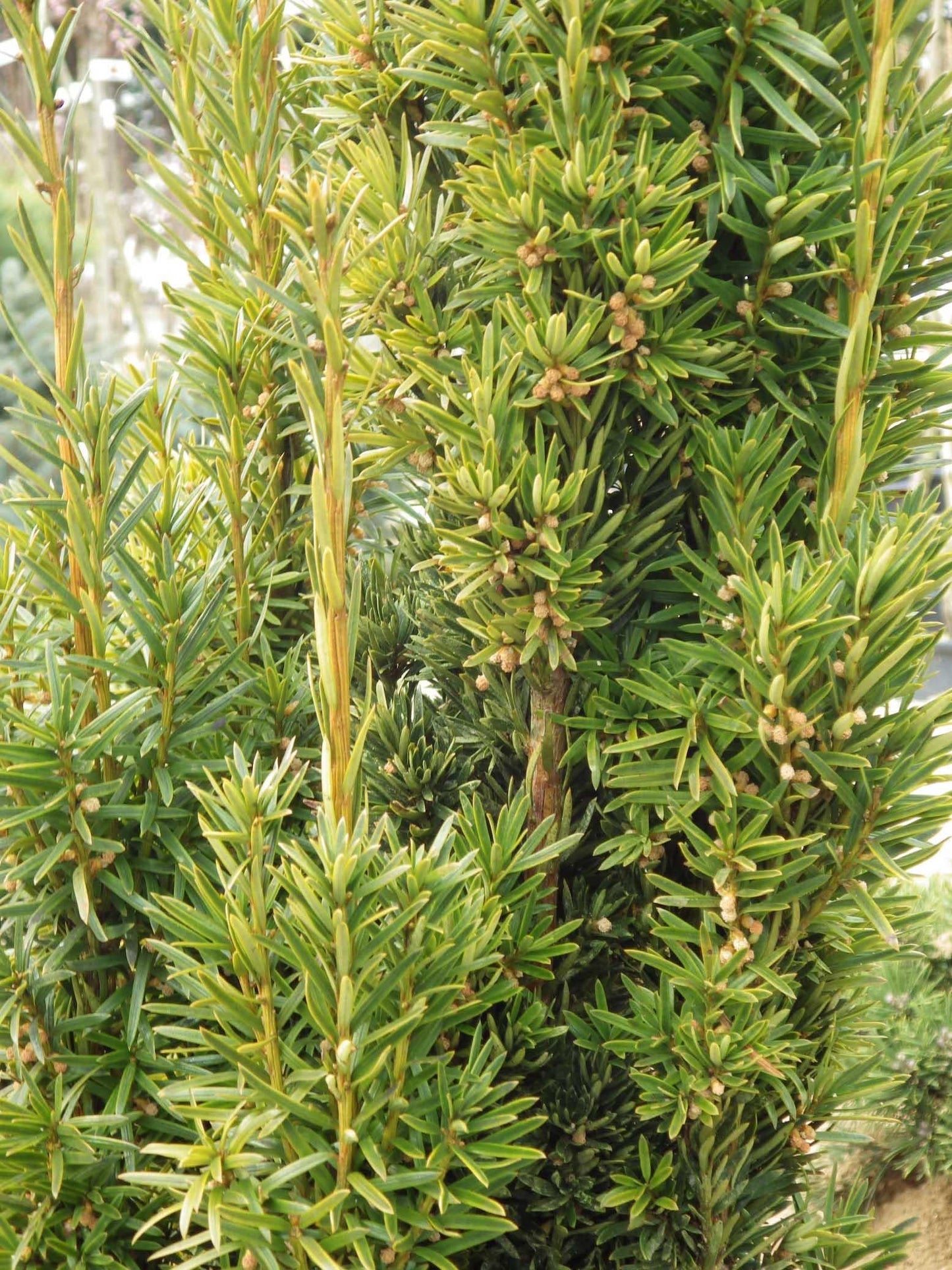 Taxus Baccata Fastigiata - View 13 from www redcrocus com