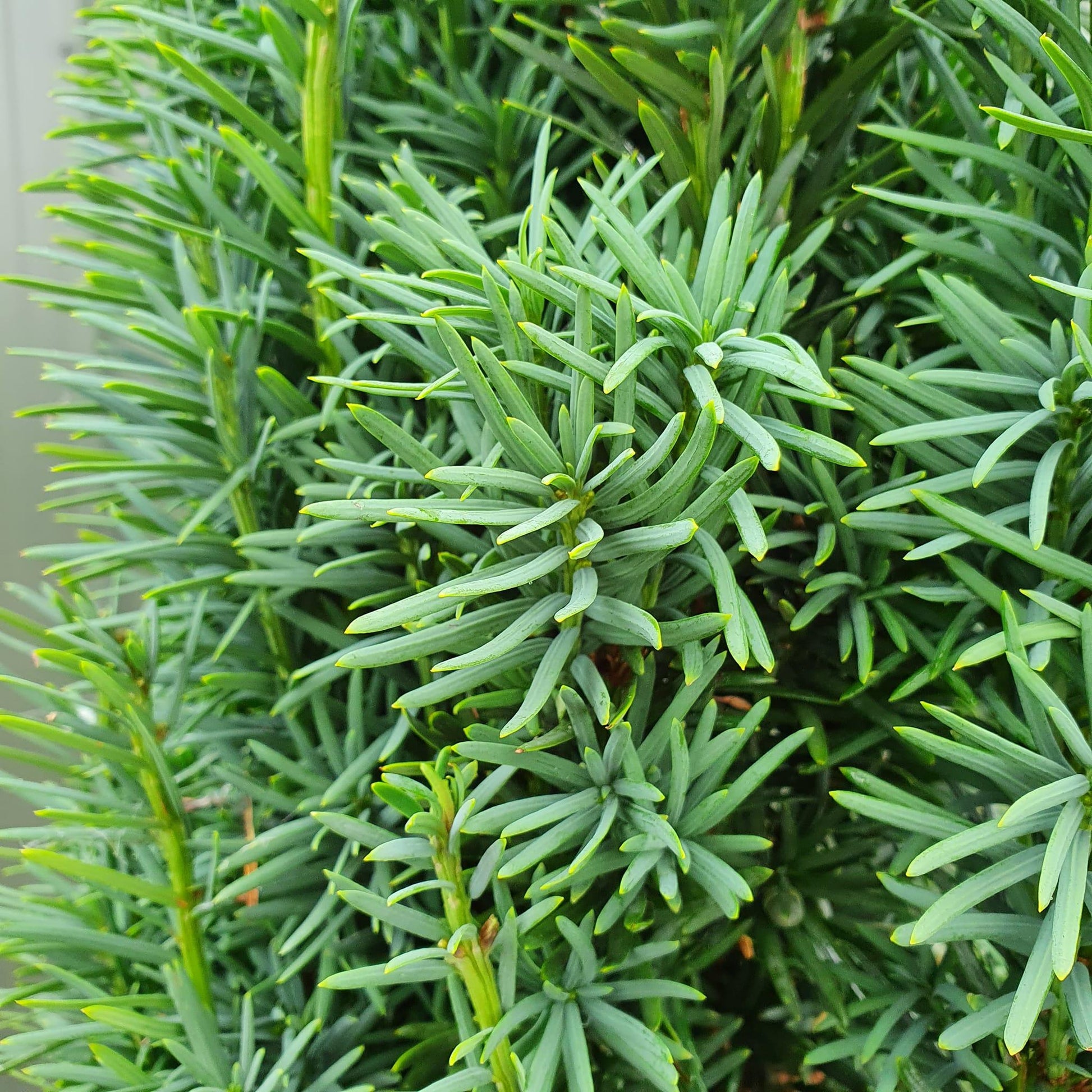 Taxus Baccata Fastigiata - View 14 from www redcrocus com