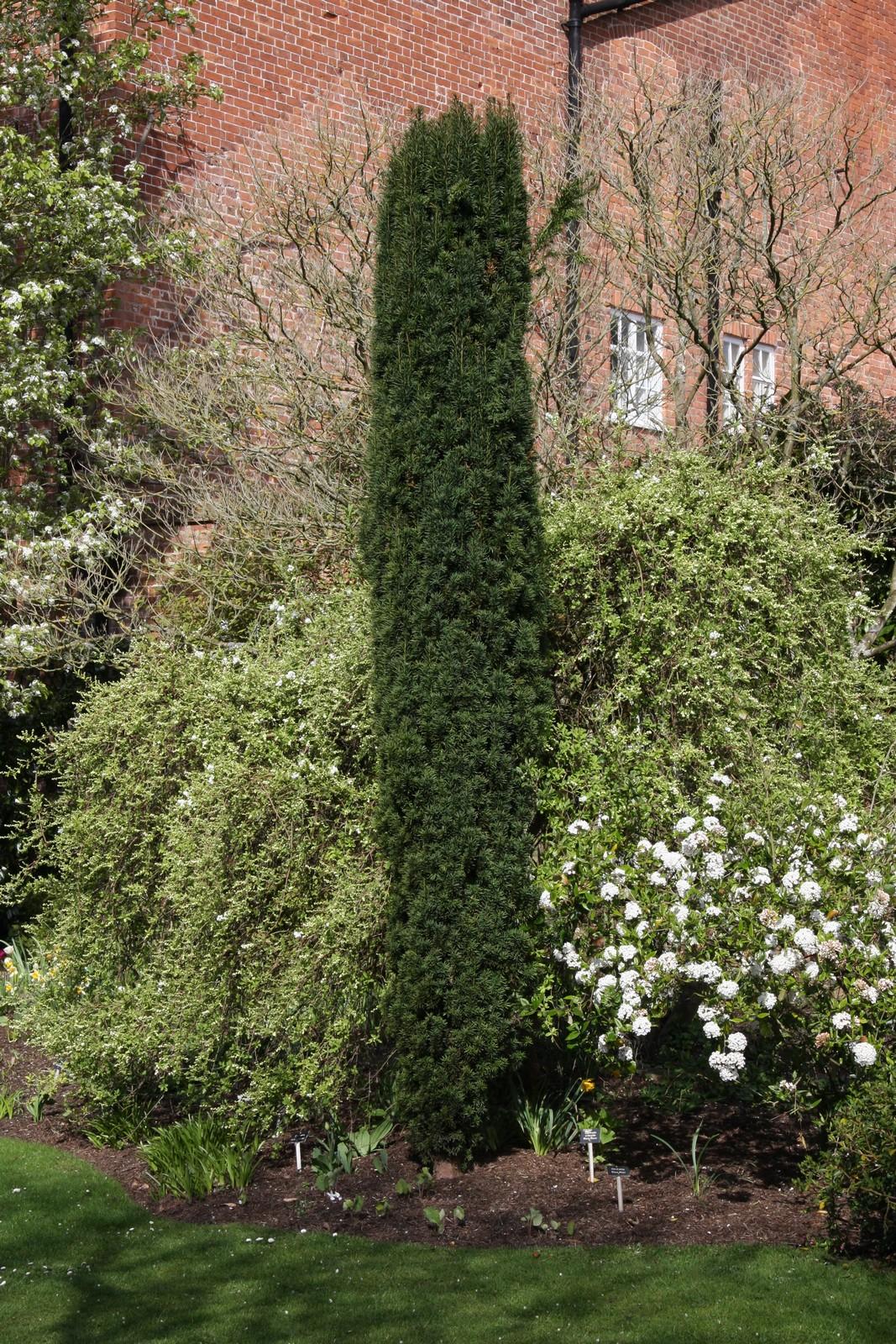 Taxus Baccata Fastigiata - View 16 from www redcrocus com