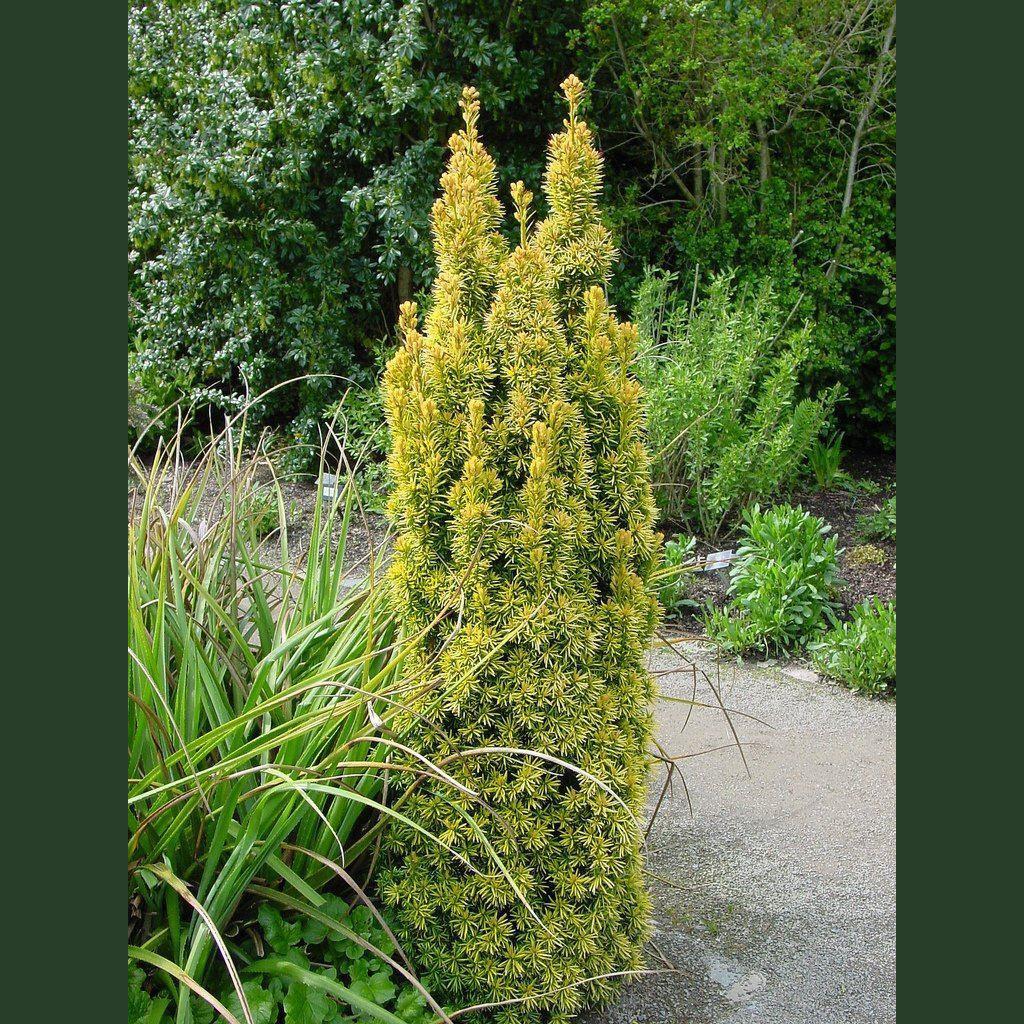 Taxus Baccata Fastigiata - View 17 from www redcrocus com