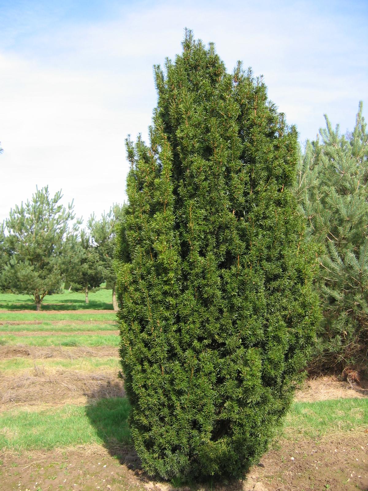 Taxus Baccata Fastigiata - View 2 from www redcrocus com