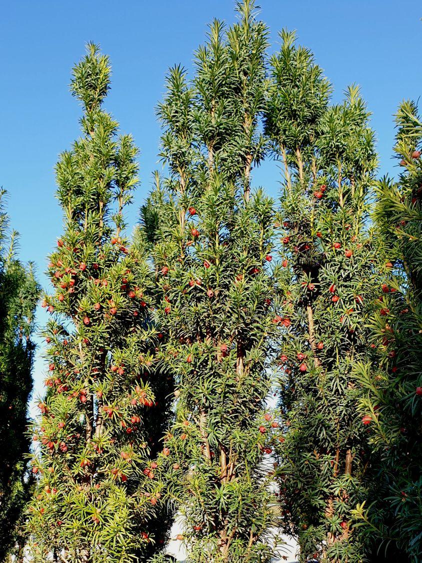 Taxus Baccata Fastigiata - View 3 from www redcrocus com