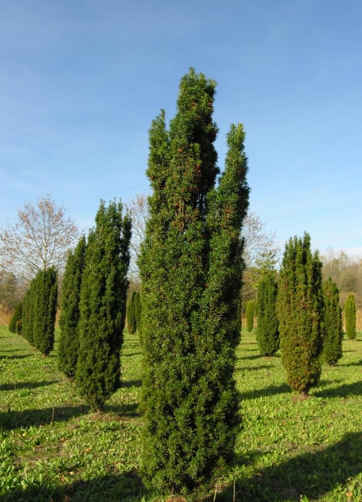 Taxus Baccata Fastigiata - View 4 from www redcrocus com