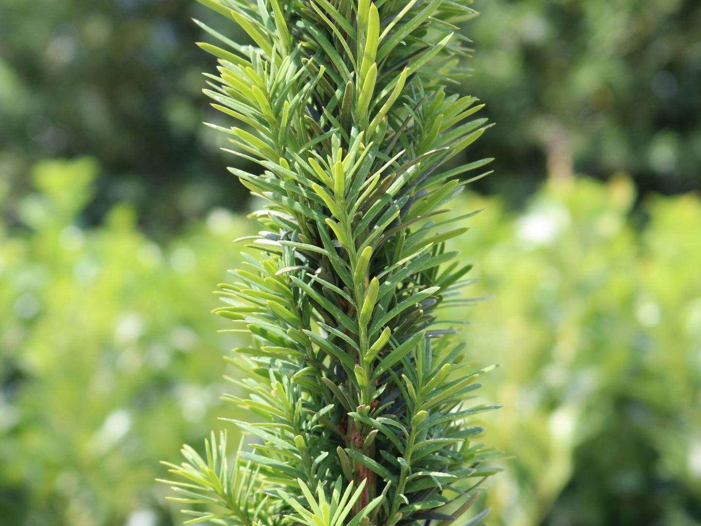 Taxus Baccata Fastigiata - View 6 from www redcrocus com
