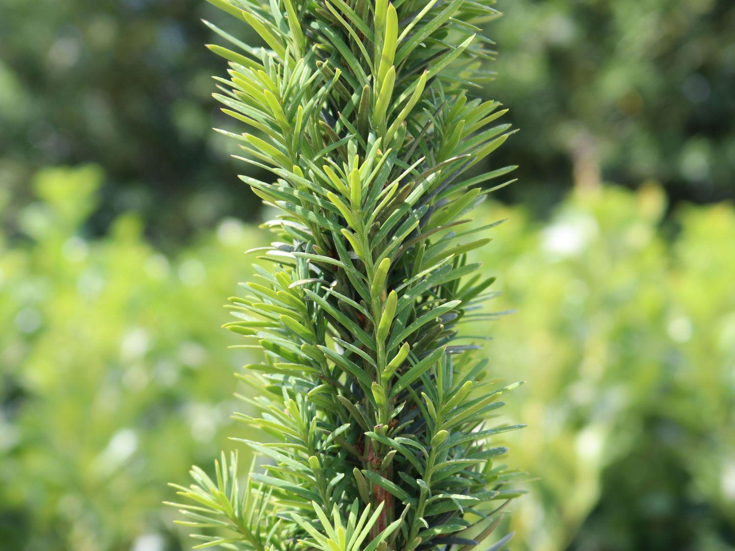 Taxus Baccata Fastigiata - View 6 from www redcrocus com