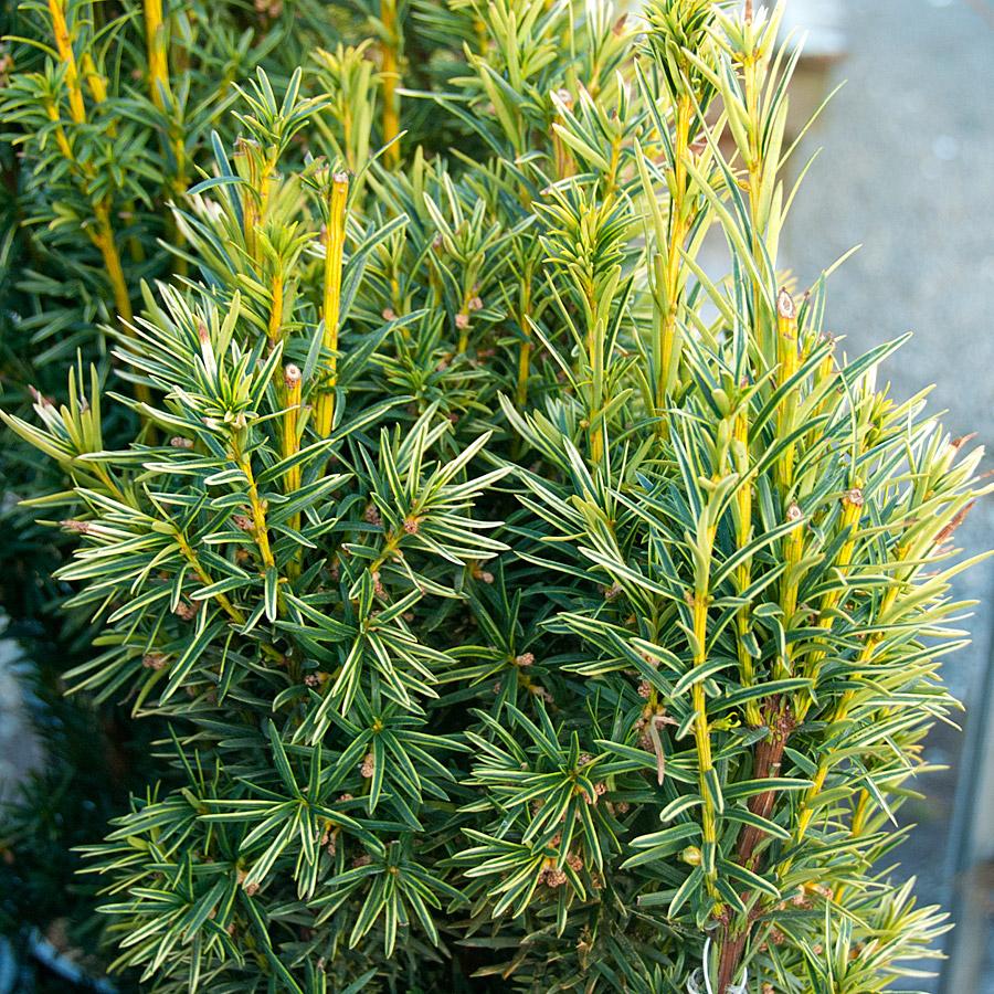 Taxus Baccata Fastigiata - View 7 from www redcrocus com