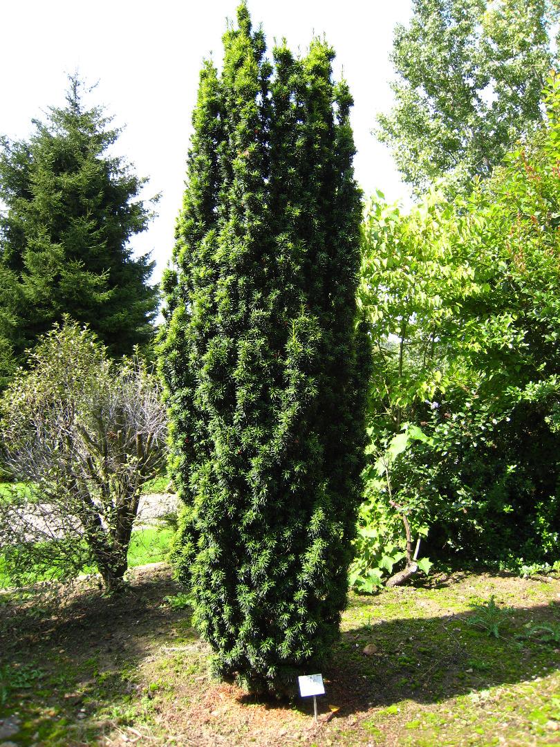 Taxus Baccata Fastigiata - View 8 from www redcrocus com