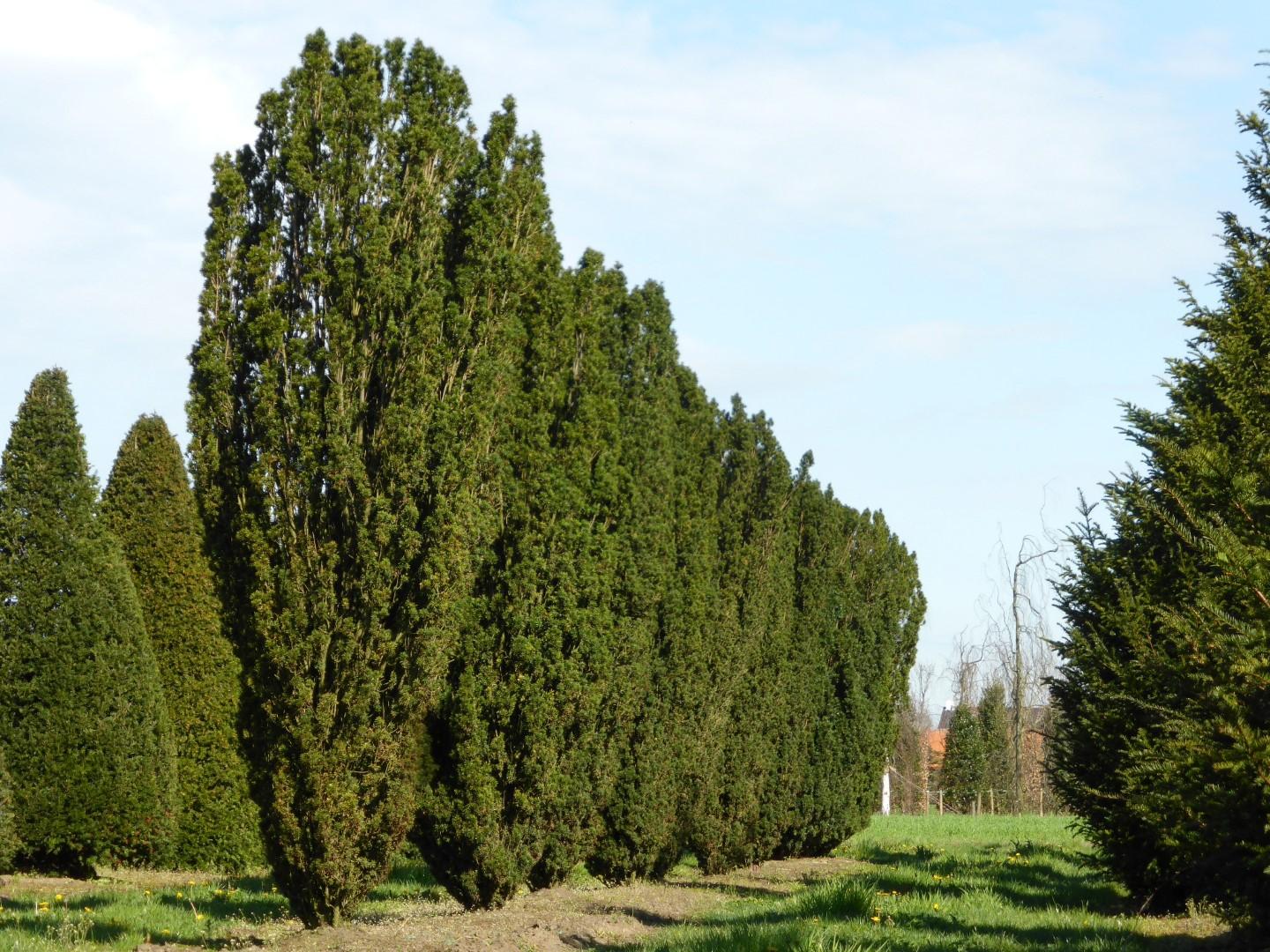 Taxus Baccata Fastigiata - View 9 from www redcrocus com
