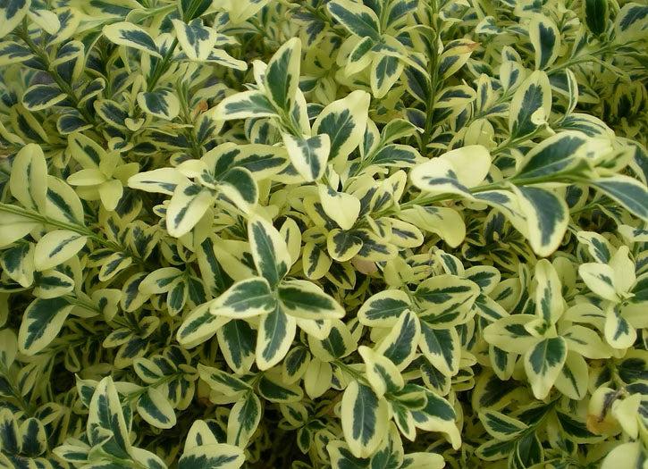 Buxus Sempervirens 'aureo Variegata' - View 11 from www redcrocus com