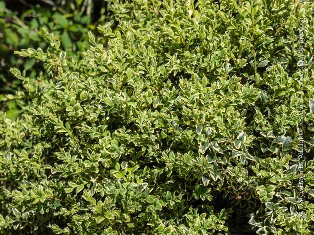 Buxus Sempervirens 'aureo Variegata' - View 12 from www redcrocus com